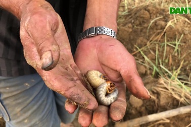 Đào "con thấy ghê" bán thu tiền triệu