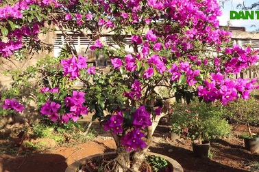 Cận cảnh vườn hoa giấy của chàng trai 8X trên phố núi