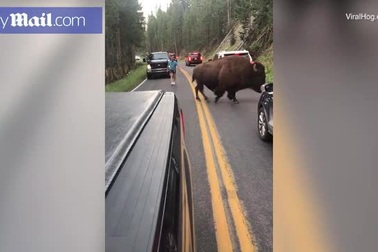 Không tin nổi người đàn ông liều mạng đối đầu với... bò rừng