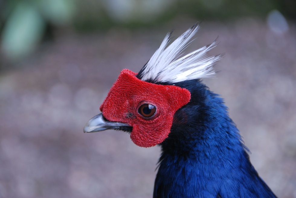 Hai loài gà lôi chỉ có tại Việt Nam, cực kỳ quý hiếm và sắp bị tuyệt chủng - 2 Hai loài gà lôi chỉ có tại Việt Nam, cực kỳ quý hiếm và sắp bị tuyệt chủng - 2