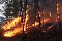 Người đàn ông "bài binh bố trận" đốt rừng khiến cả làng... "ngã ngửa"