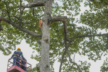 Công viên Tao Đàn nơi xảy ra vụ tai nạn làm 2 người chết có nhiều cổ thụ
