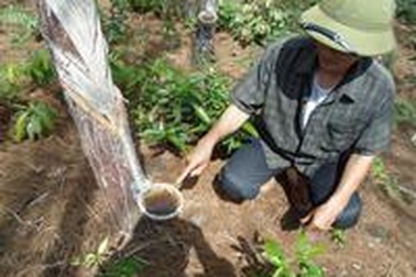 Người dân điêu đứng vì sâu róm “tấn công”