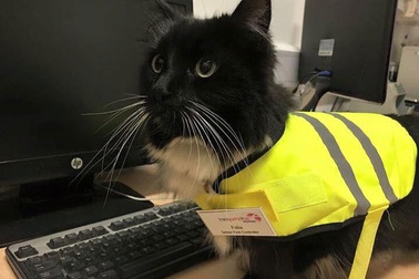 Cô mèo đáng yêu được ngành đường sắt trao quà tặng đặc biệt