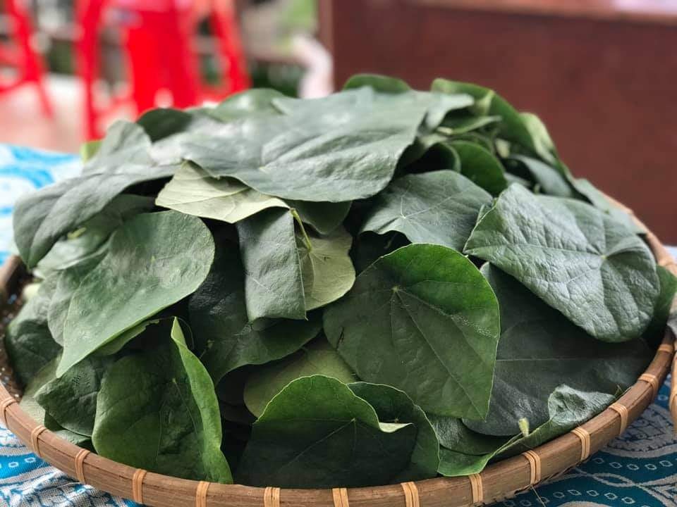 Khởi nghiệp với nghề hái lá thu 30 triệu đồng/tháng - 4 Khởi nghiệp với nghề hái lá thu 30 triệu đồng/tháng - 4