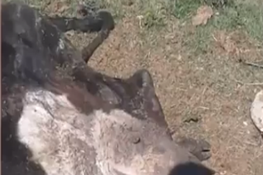 Lợn hoang tham ăn mắc kẹt trong bụng con bò