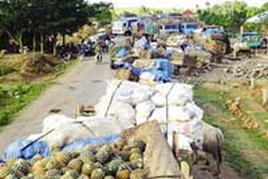 Dân để dứa thối vì bị nhà máy “hành”?!