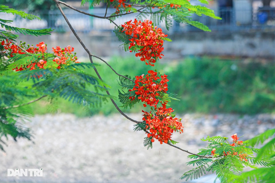 Phố phường Hà Nội rực rỡ sắc hoa phượng đỏ tháng 5 - 1 Phố phường Hà Nội rực rỡ sắc hoa phượng đỏ tháng 5 - 1