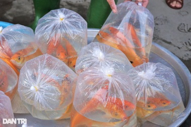 Cần Thơ: Người mua cá chép đưa ông Táo giảm một nửa so với năm trước