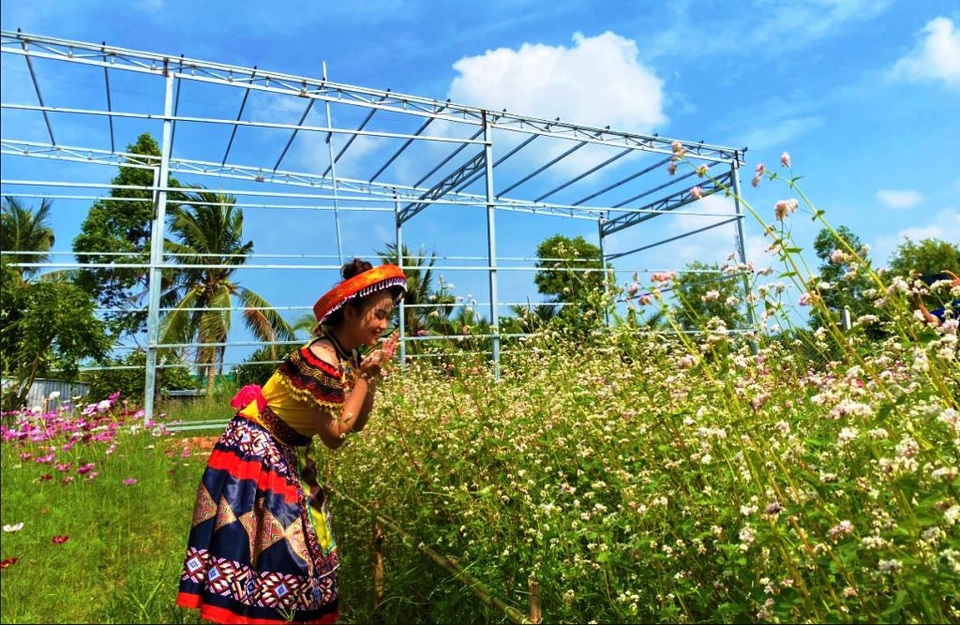 Chiêm ngưỡng vườn hoa tam giác mạch giữa đất Tây Đô - 7 Chiêm ngưỡng vườn hoa tam giác mạch giữa đất Tây Đô - 7