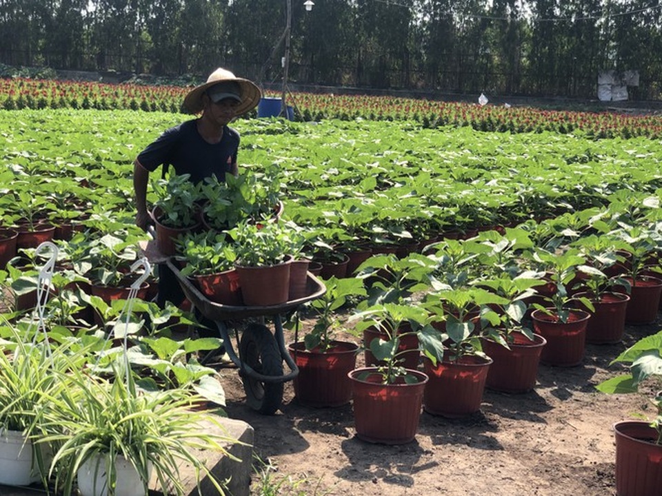 Mai vàng, hoa Tết nhộn nhịp xuống phố - 15 Mai vàng, hoa Tết nhộn nhịp xuống phố - 15