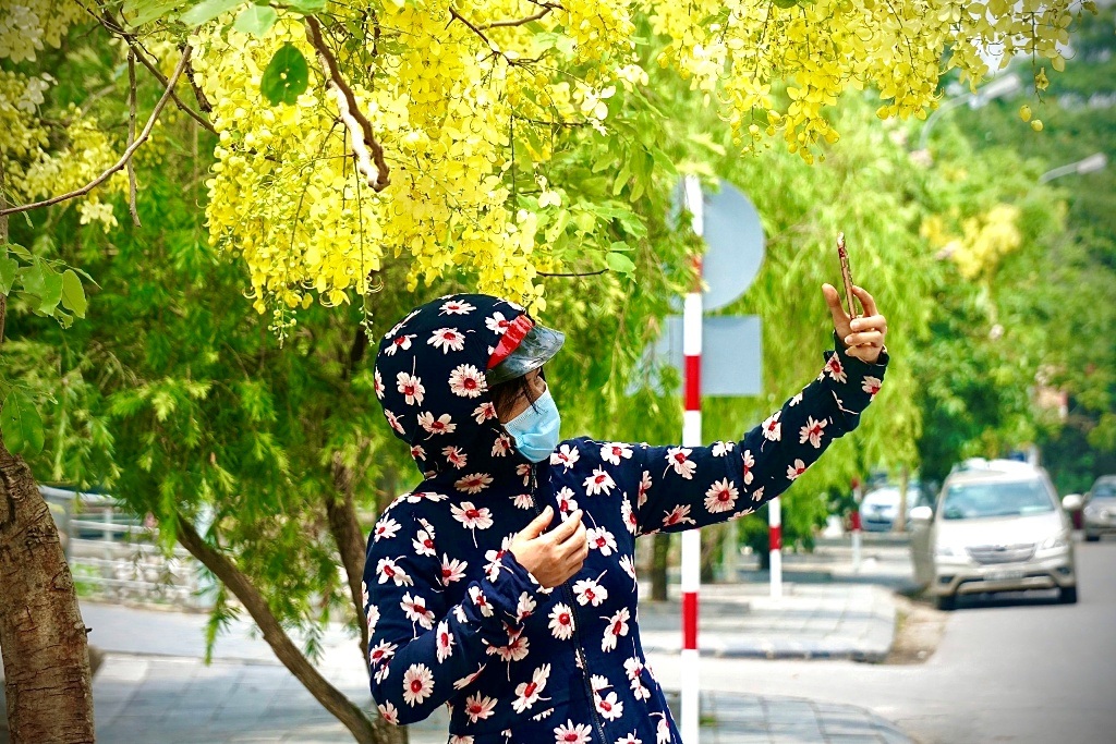 Mãn nhãn với muồng hoàng yến nở vàng rực rỡ trên phố phường xứ Thanh - 6 Mãn nhãn với muồng hoàng yến nở vàng rực rỡ trên phố phường xứ Thanh - 6
