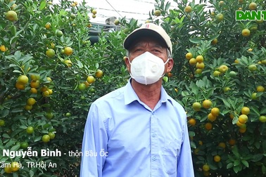 Làng quất Hội An tất bật dịp cận Tết