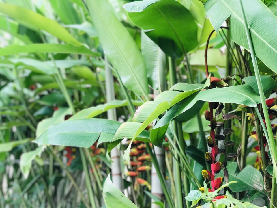 Chàng trai tự tay thiết kế nhà vườn vạn người mê cho gia đình 4 thế hệ - 11