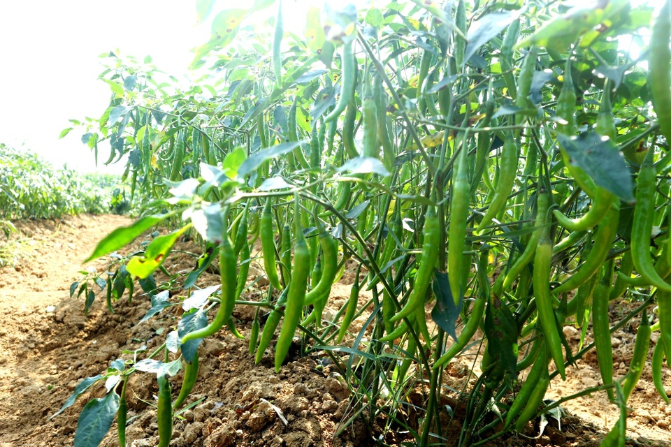 Nông dân đứng ngồi không yên vì ớt xuất khẩu rớt giá, đầu ra bấp bênh - 1 Nông dân đứng ngồi không yên vì ớt xuất khẩu rớt giá, đầu ra bấp bênh - 1