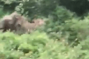 Khoảnh khắc voi tấn công đoạt mạng chuyên gia động vật nổi tiếng