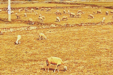 Ninh Thuận đang trải qua hạn hán khốc liệt nhất 2 thập kỷ qua