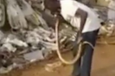 Người đàn ông có “ma thuật” khiến rắn dữ nằm bẹp như gián