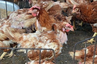 Bùng phát cúm gia cầm ở nhiều địa phương