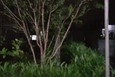 Mưa vàng thành Vinh.