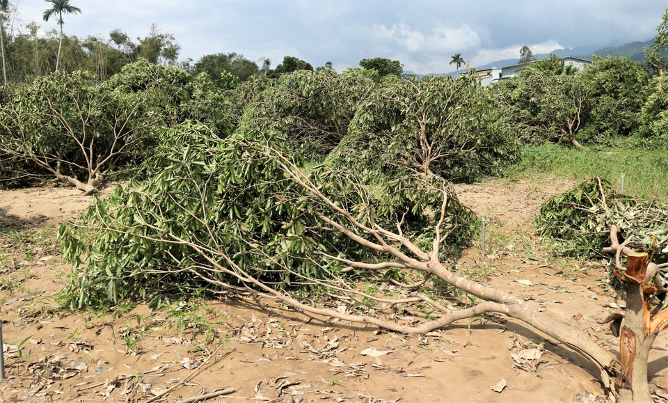 Nông dân “khóc ròng” nhìn vườn cây ăn quả tan hoang sau bão số 9 - 1 Nông dân “khóc ròng” nhìn vườn cây ăn quả tan hoang sau bão số 9 - 1