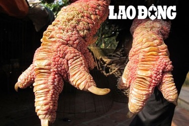 Gà Đông Tảo được chăm sóc như... vua!