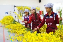 Kiếm tiền tỷ từ việc đưa lan vũ nữ sang Nhật