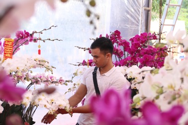 Đại gia đặt cả chậu lan trăm triệu chơi Tết Kỷ Hợi lấy may đầu năm