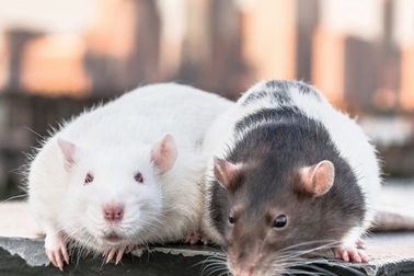 Chi tiền triệu để uống cocktail cùng … chuột cống