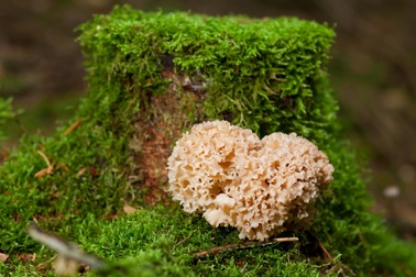 Tokyo Res 1000 – Hỗ trợ hiệu quả cho nhiều bệnh nhân ung thư