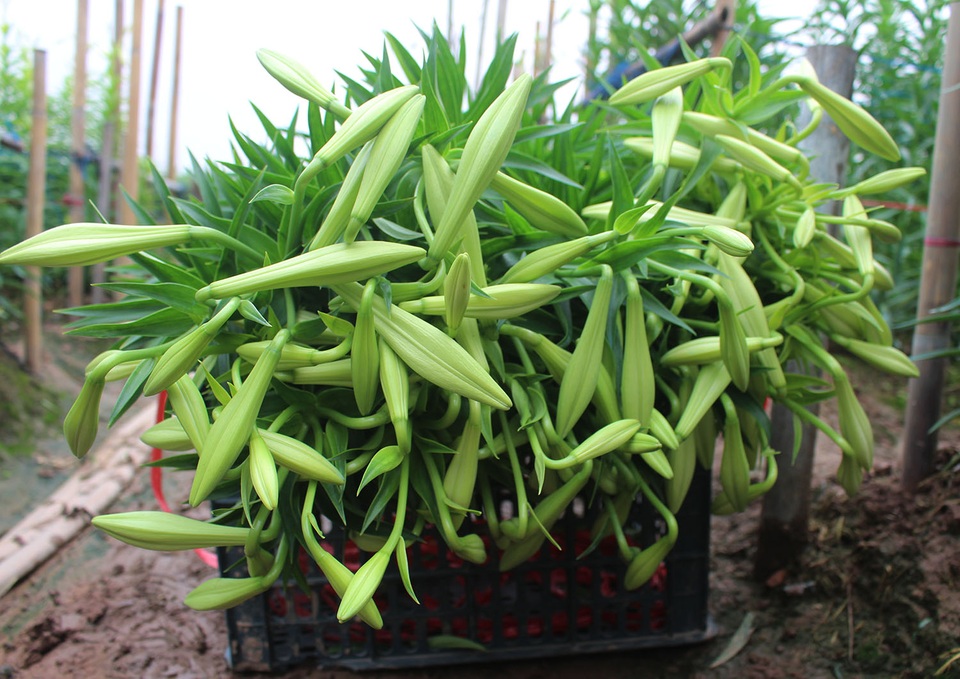 Hoa loa kèn trượt giá vì dịch Covid-19, dân Tây Tựu khóc ròng - 10 Hoa loa kèn trượt giá vì dịch Covid-19, dân Tây Tựu khóc ròng - 10