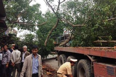 Cây đa cổ thụ gần 100 tuổi bị xe container húc đổ