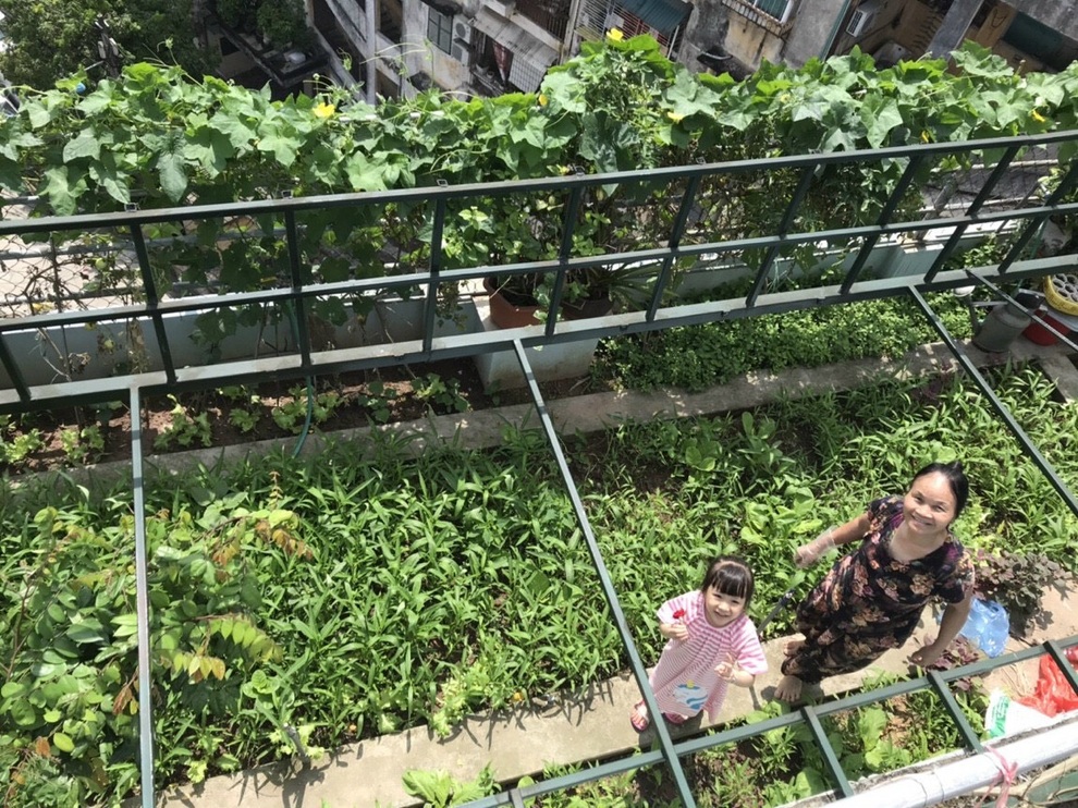 Gia đình Hà Nội đưa quê về phố, làm vườn rau xanh mát trên nóc nhà - 2 Gia đình Hà Nội đưa quê về phố, làm vườn rau xanh mát trên nóc nhà - 2