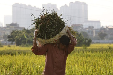Gặt lúa dưới chân những tòa chung cư ở Hà Nội