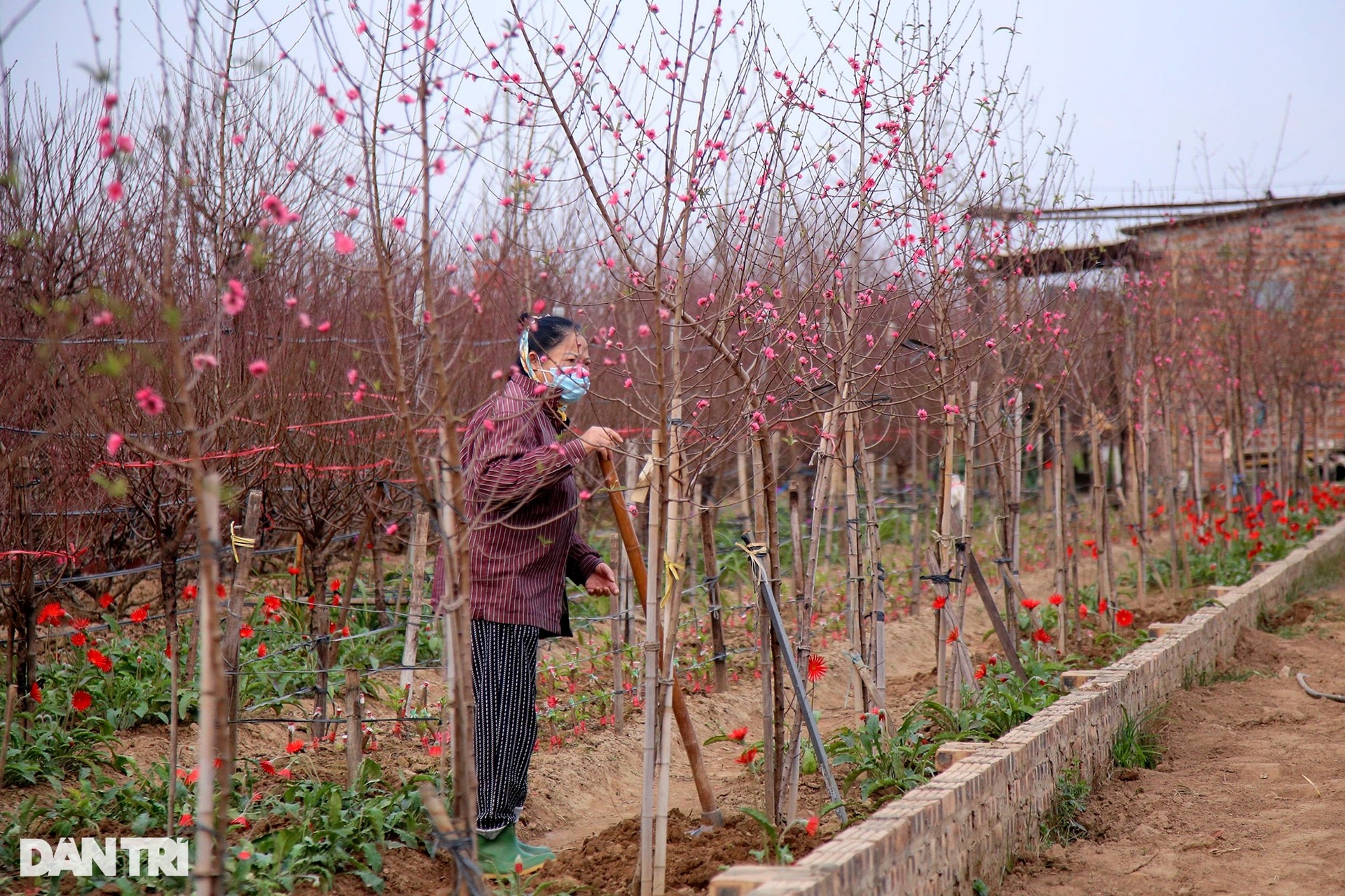 Nhật Tân rực sắc hoa đào đón Tết Nhâm Dần - 1