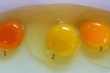 Lòng đỏ trứng gà có cho bạn biết gì về giá trị dinh dưỡng không?