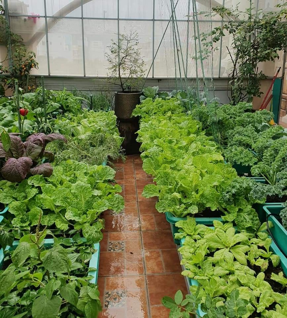 Vườn rau trái sum suê, thu hoạch mỏi tay của  nữ gia chủ ở Quy Nhơn - 4