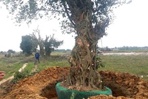 Dân làng bất bình phản đối việc bán 3 cây cổ thụ