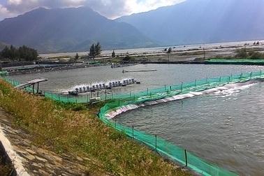 Phạt tiền và cưỡng chế các hộ nuôi tôm trái phép