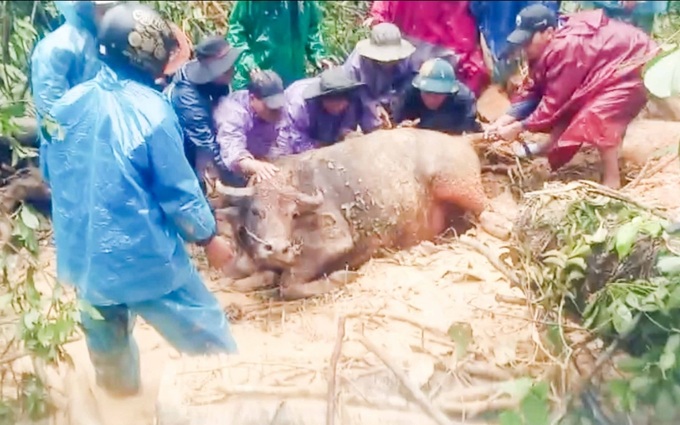 Về nông nghiệp, A Lưới có khoảng 112ha cây nông nghiệp, 50ha cây lâm nghiệp, 95ha nuôi trồng thuỷ sản, ao hồ bị ảnh hưởng, thiệt hại;  500 con vật nuôi bị chết; ước thiệt hại hơn 1,4 tỷ đồng.