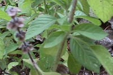 Thuốc hay, dễ kiếm