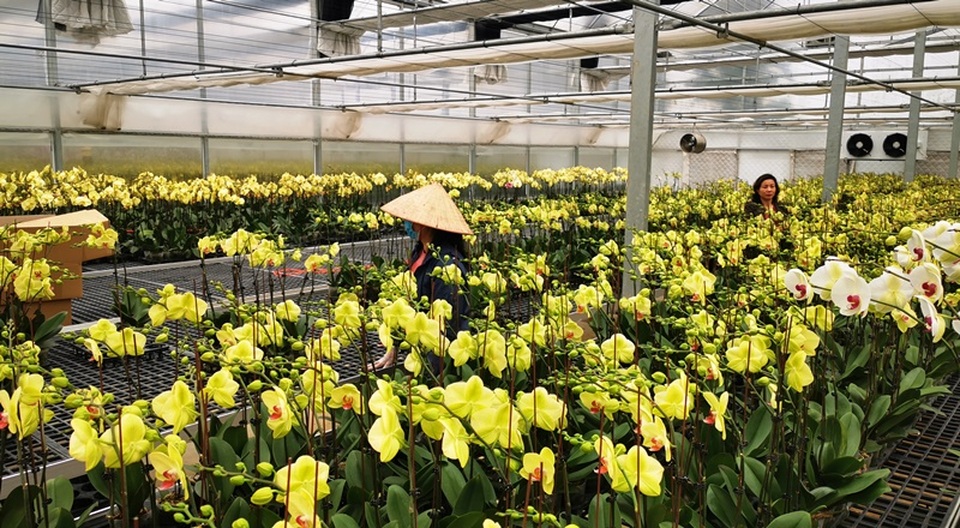 Người cắm hoa lan thuê kiếm bộn tiền cuối năm - 1