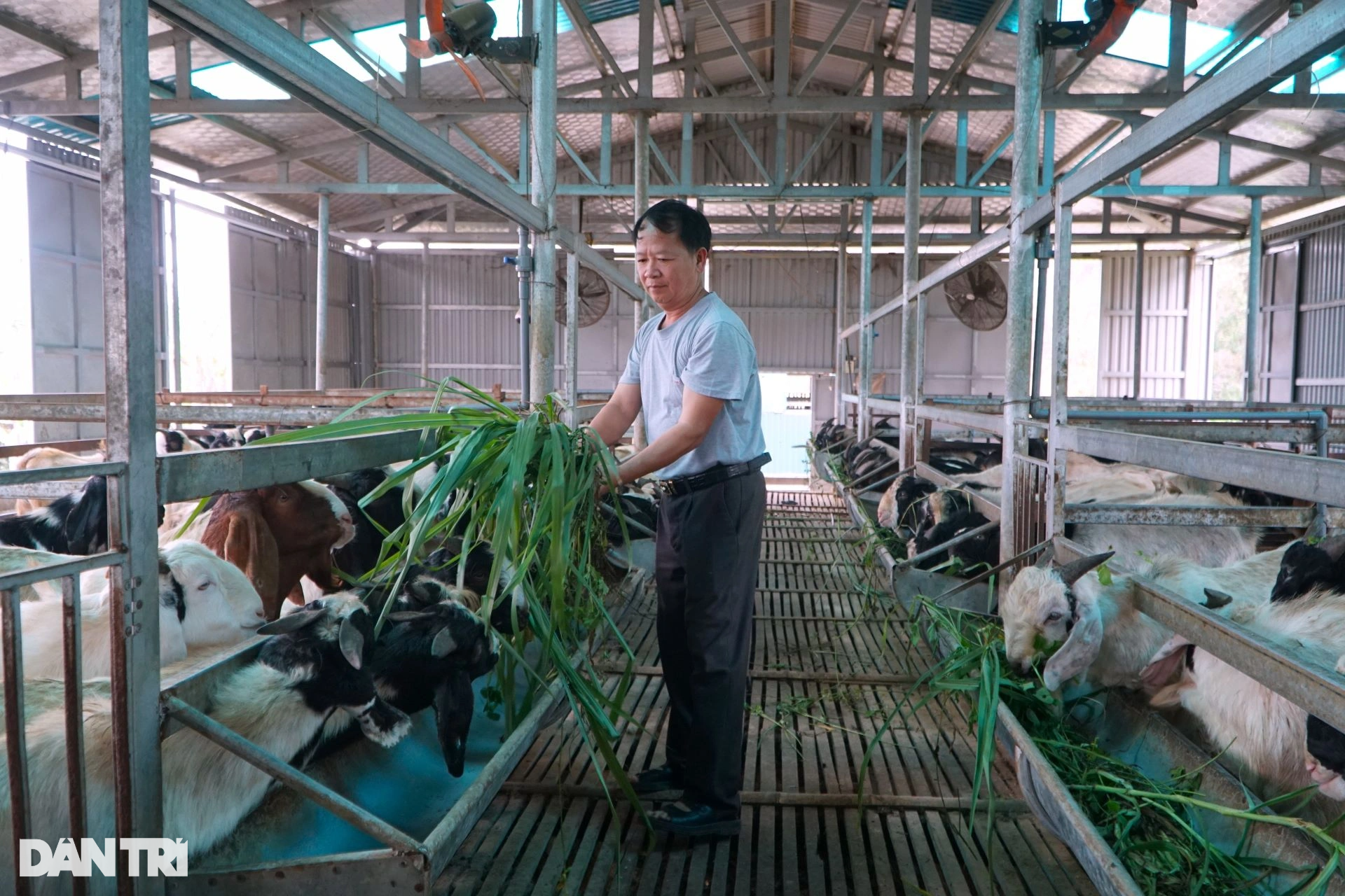 Cậu bé chăn vịt thành ông chủ trang trại thu hàng tỷ đồng mỗi năm - 1 Cậu bé chăn vịt thành ông chủ trang trại thu hàng tỷ đồng mỗi năm - 1