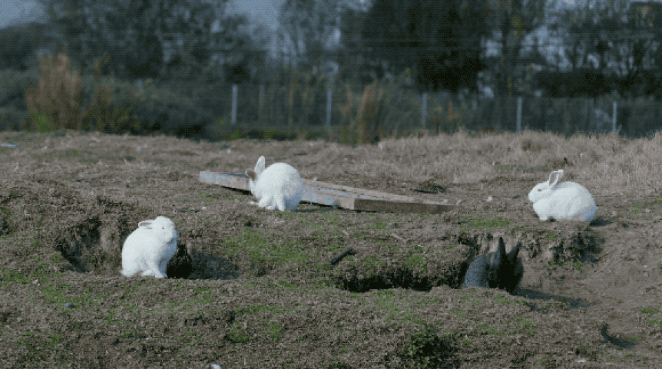 Ông bố trẻ về quê mở trang trại hàng trăm ha trồng rau, nuôi cá - 7