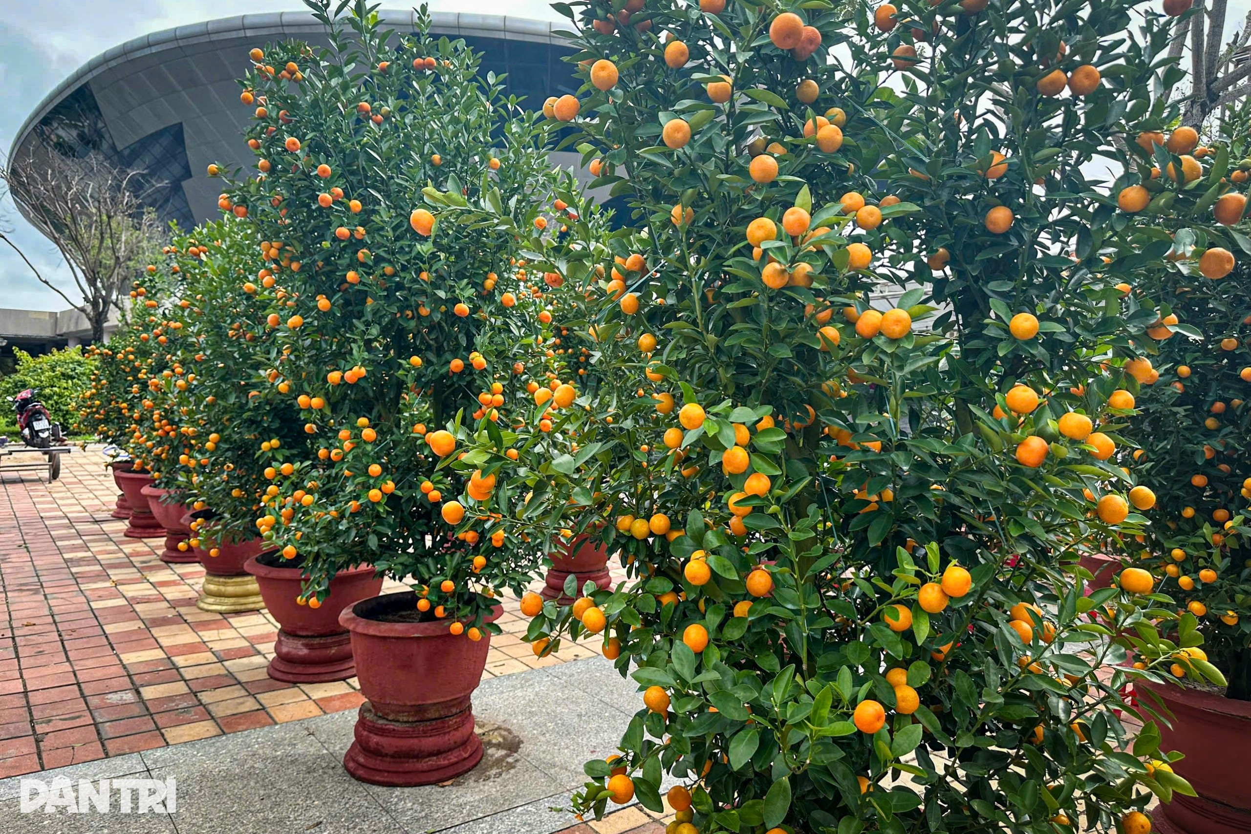 Da Nang mengambil kesempatan daripada pokok kumquat selepas Tet - 1 Đà Nẵng tận dụng quất cảnh sau Tết - 1