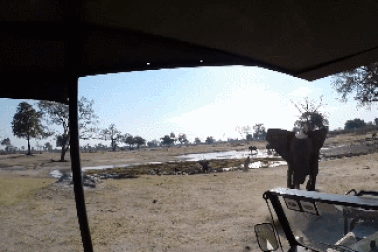 Khoảnh khắc voi hoang dã lao đến tấn công xe chở khách tham quan