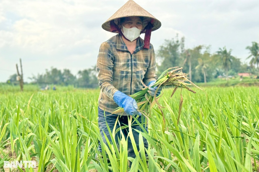 Hoa lay ơn chết hàng loạt, cả xã lo Tết buồn - 1 Hoa lay ơn chết hàng loạt, cả xã lo Tết buồn - 1