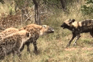 Cảnh hiếm gặp: Chó hoang châu Phi giỡn mặt linh cẩu