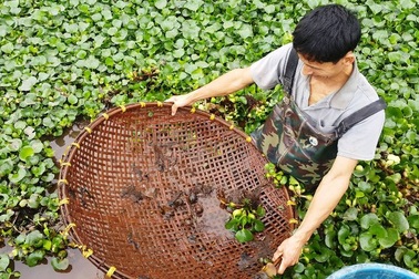 Kiếm nửa triệu đồng mỗi ngày từ nghề bắt cua đồng