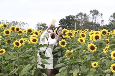 Giới trẻ phố núi nô nức check-in tại vườn hoa hướng dương ngoại ô